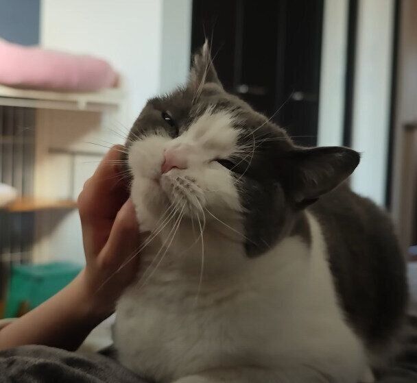 なでられる猫
