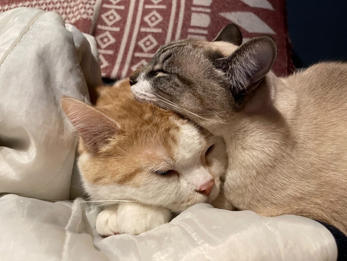 寄り添って眠る2匹の猫