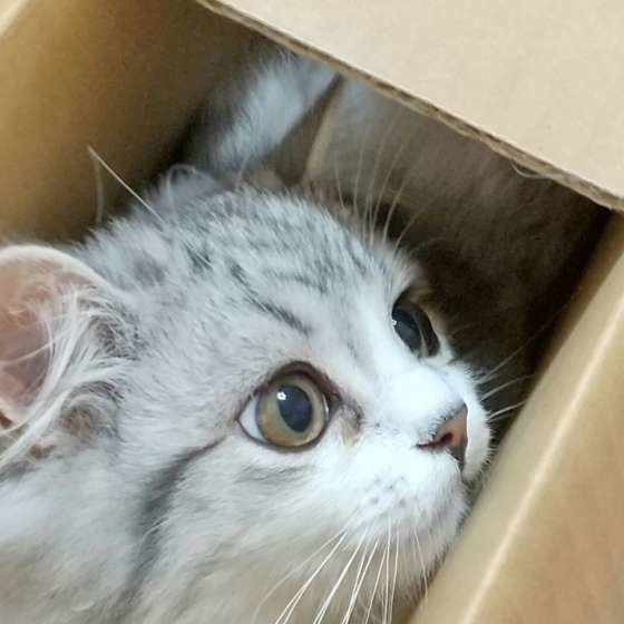 くりっとしたお目めのスコティッシュフォールド・ロングヘア