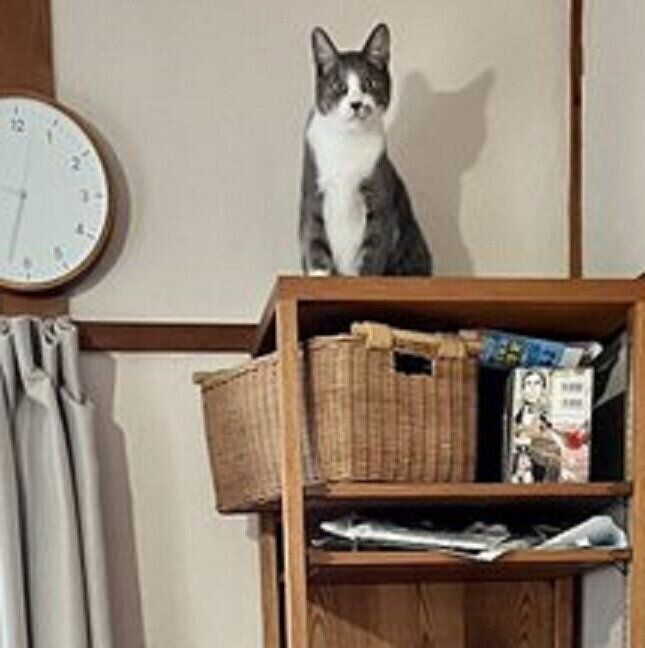 ツリーがあった場所に立つ灰白ちゃん