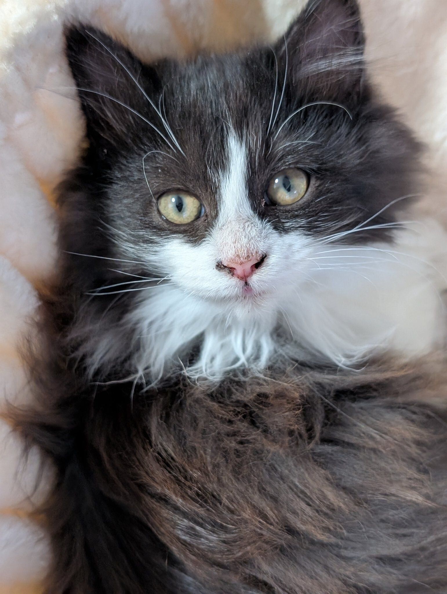 生後3カ月の子猫