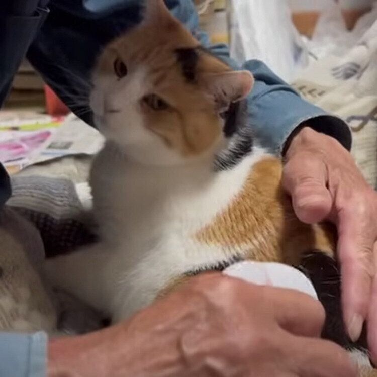 ブラッシングをしてもらうミケちゃん