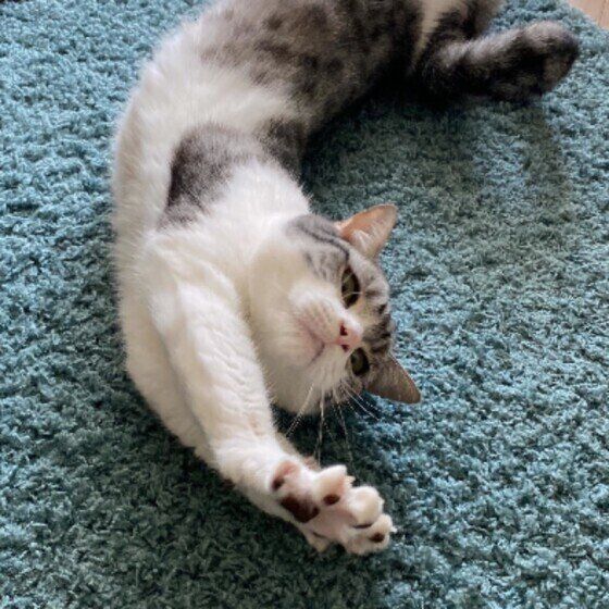 サバトラ猫の小次郎ちゃん