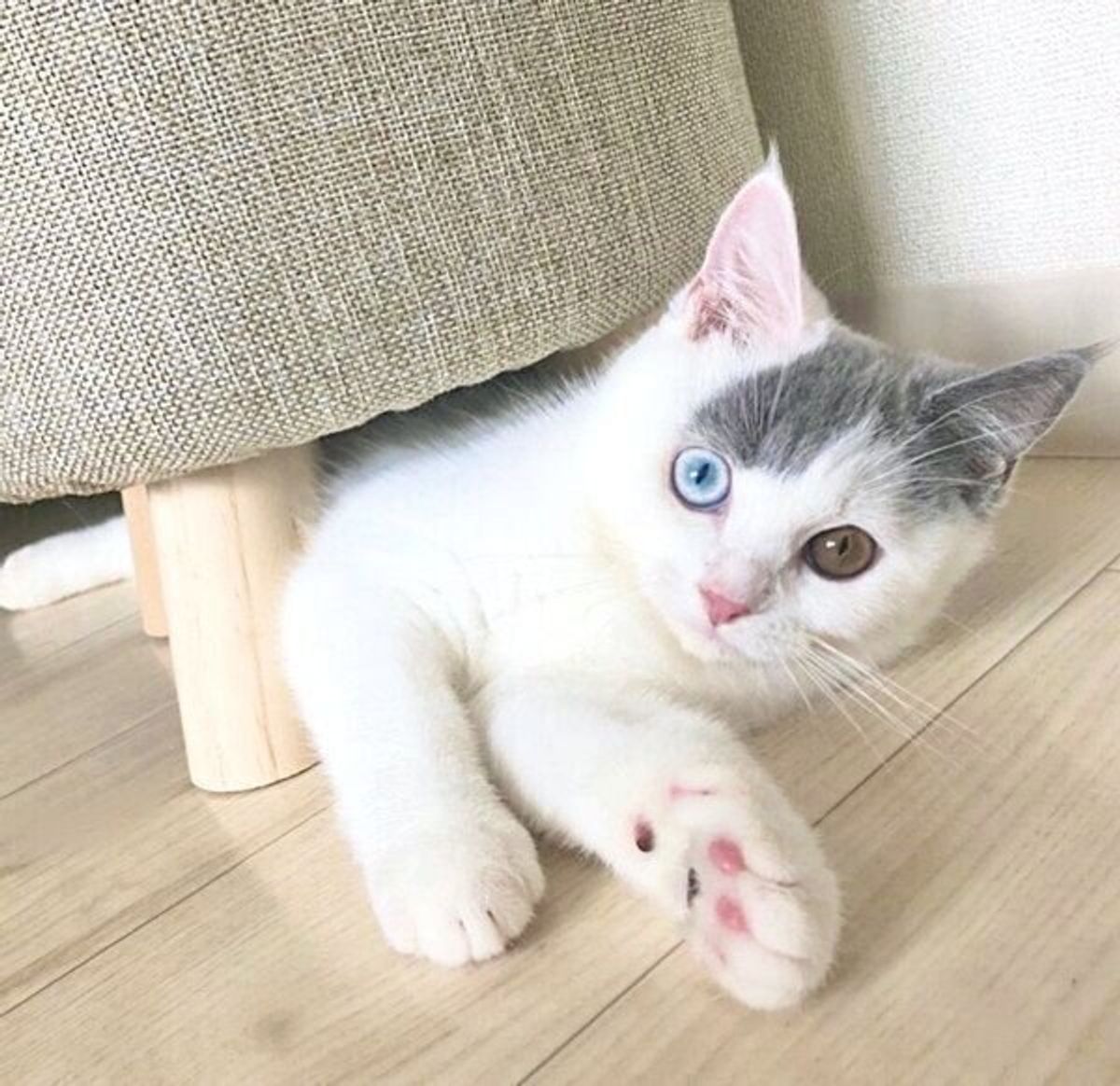 オッドアイが魅力の猫 じつは性格も超イケメン 飼い主を胸キュンさせた 食事の際の行動 が健気すぎる ねこのきもちweb Magazine オッドアイが魅力の猫 じつは性格も超イケメン 飼い主を胸キュンさせた 食事の際の行動 が健気すぎる ねこのきもちweb Magazine