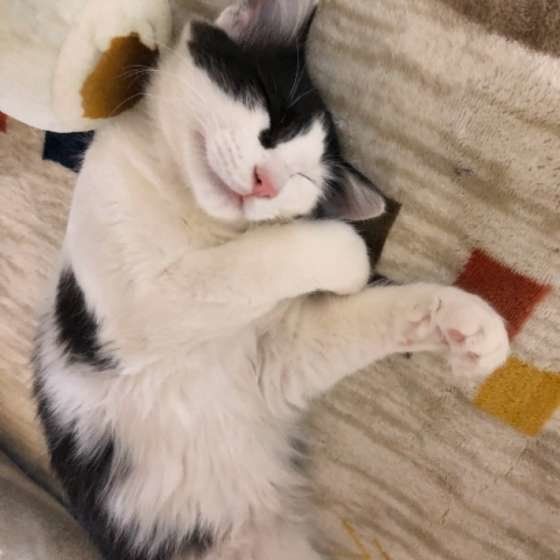 おやすみなさい♡クウくん