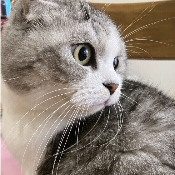 スコティッシュフォールドのわさびくん♪