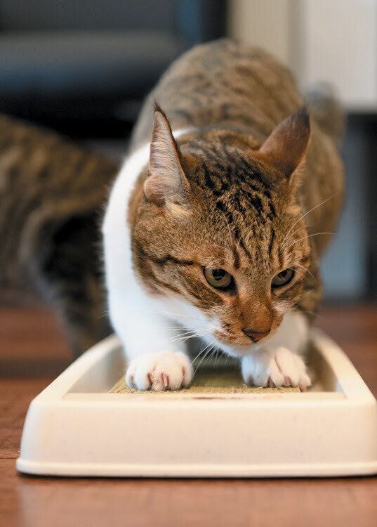 爪とぎをする猫