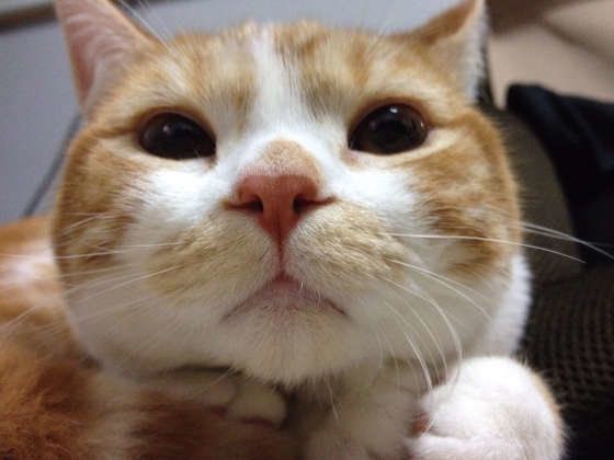 見つめるスコティッシュフォールド