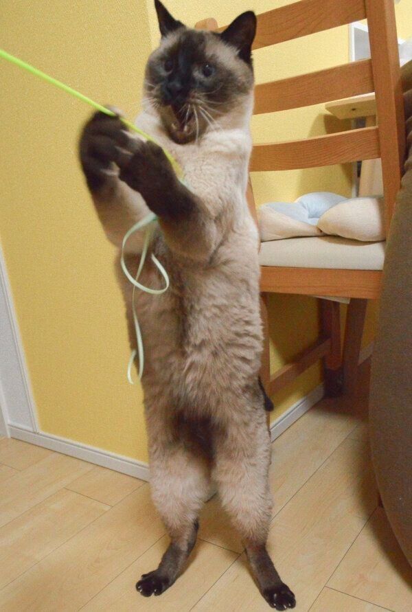 おもちゃで遊ぶアルくん