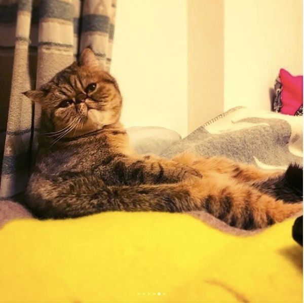 エキゾチックショートヘアー