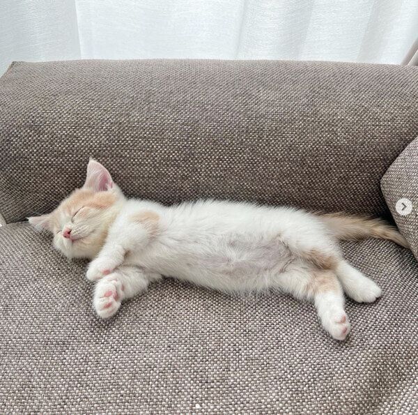 ソファで眠るこむぎくん