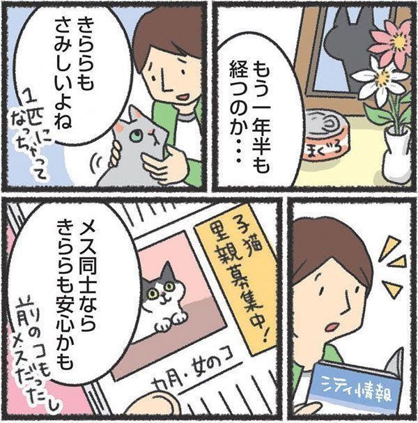 新入り猫を迎える前に検討しておきたいこと