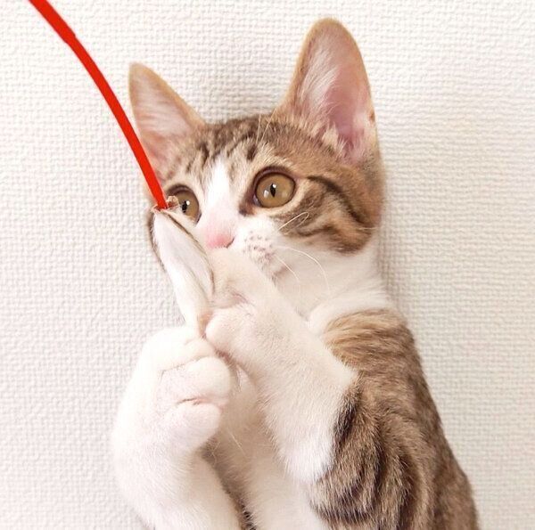 棒やヒモが大好きなほのちゃん