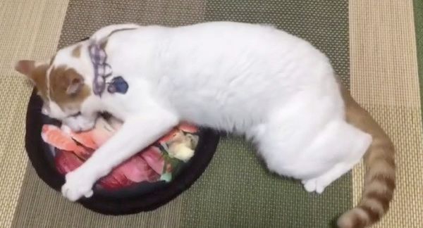 新しいクッションが気になる猫