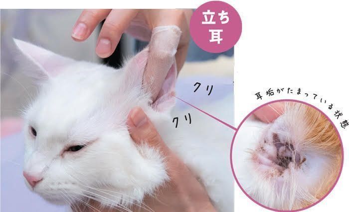 耳の掃除をしている白い猫