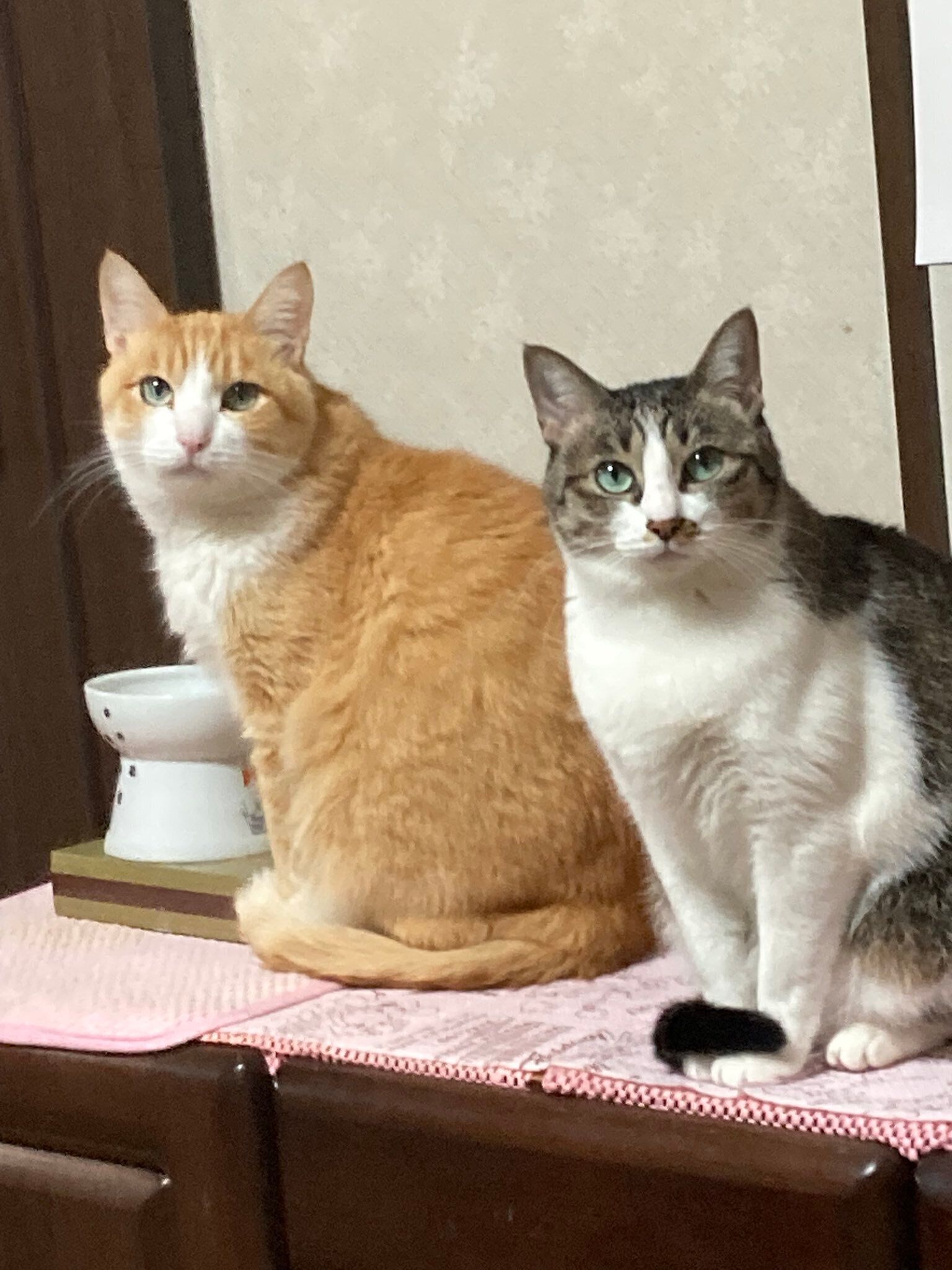 飼い主を見る2匹の猫