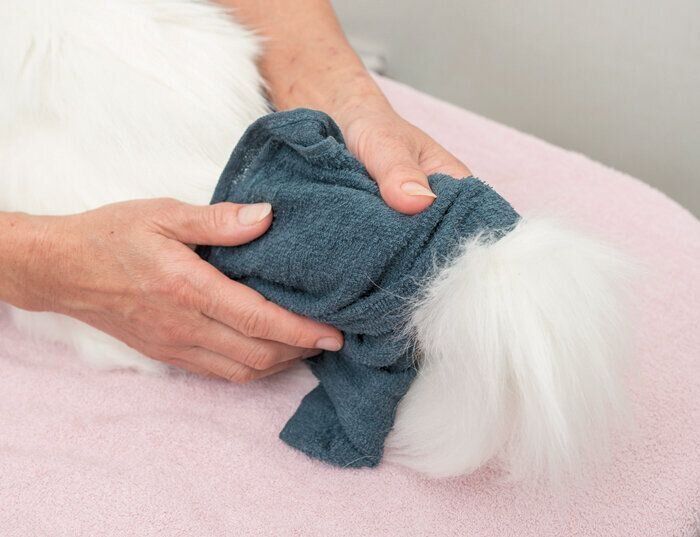 しっぽのケアをされている猫