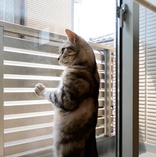 ベランダの虫が気になる猫のコニーちゃん