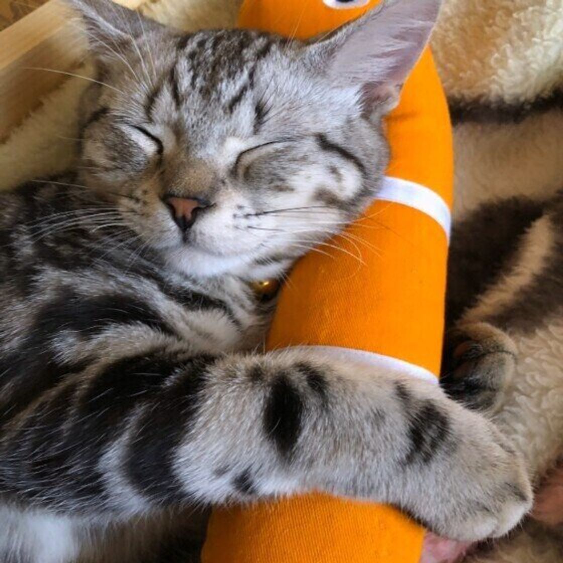 年人気のおすすめ猫おもちゃ6選 獣医師の選び方解説も ねこのきもちweb Magazine 年人気のおすすめ猫おもちゃ6選 獣医師の選び方解説も ねこのきもちweb Magazine