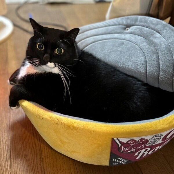 クッションにすっぽり入るソプラノくん