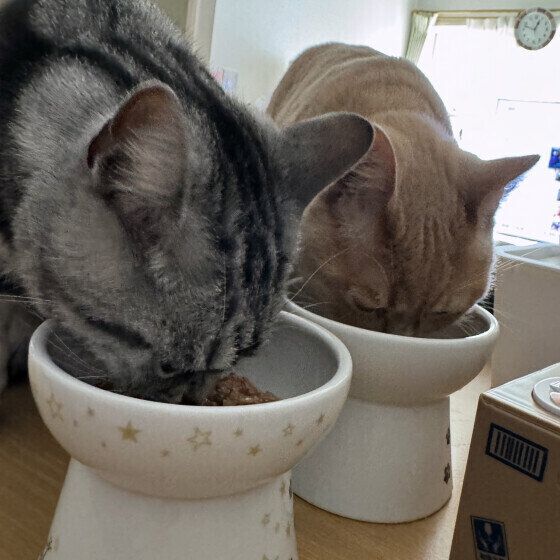 ブリティッシュショートヘアのまんてんくんたち