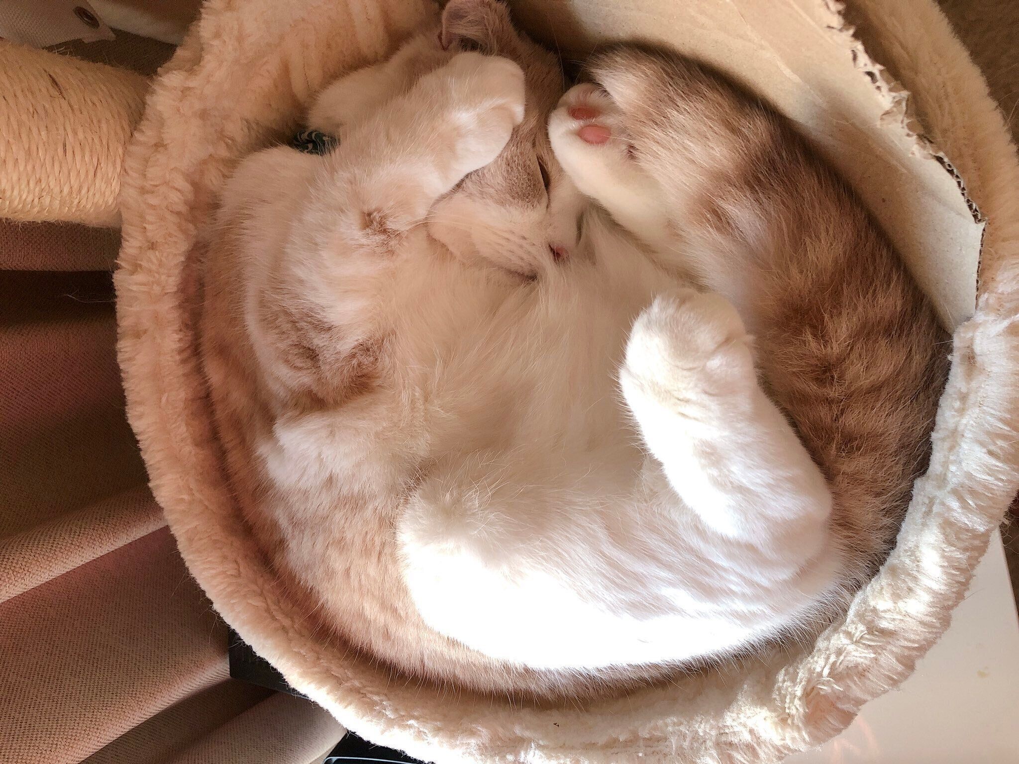 段ボールを敷いて眠るとろろくん