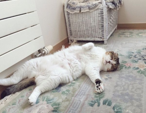 二度寝しちゃう猫