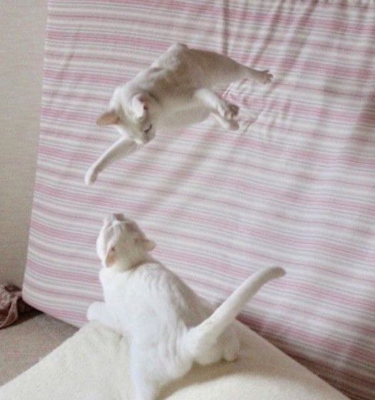 ジャンプする猫と見上げる猫