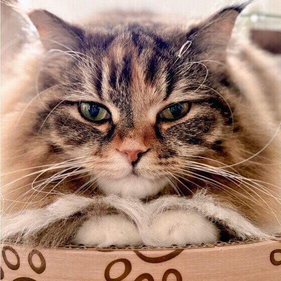 サイベリアンのうにもちゃん