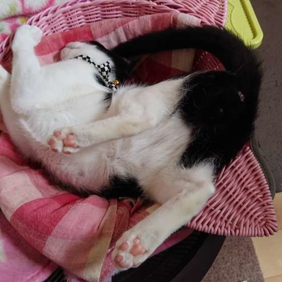 不思議な寝相で寝る猫