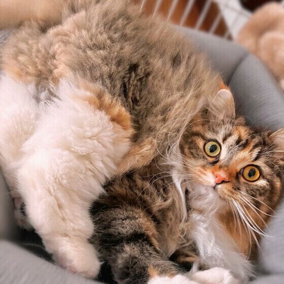 おしりを上げて見つめるサイベリアン