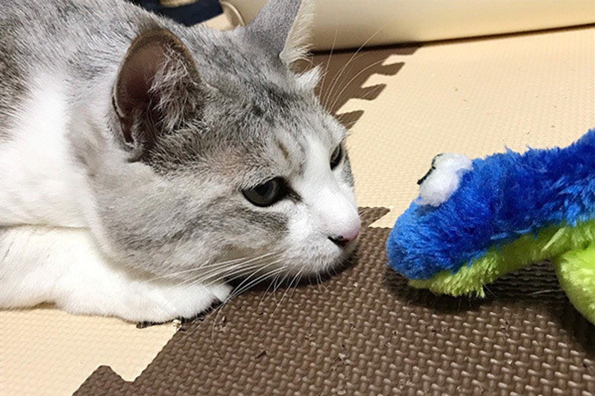 生まれ変わったら猫になりたい 猫飼い主さんの本音 ねこのきもちweb Magazine 生まれ変わったら猫になりたい 猫飼い主さんの本音 ねこのきもちweb Magazine