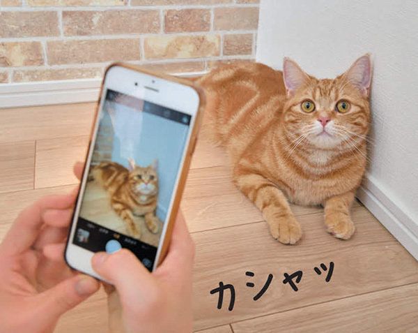 スマホで写真を撮られる猫