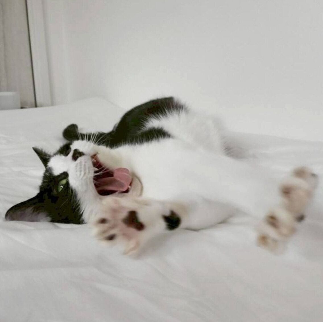 伸びをするおそのさん