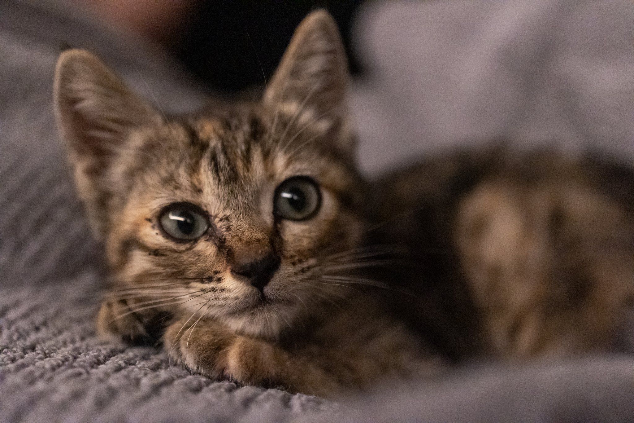 飼い主を見つめる子猫