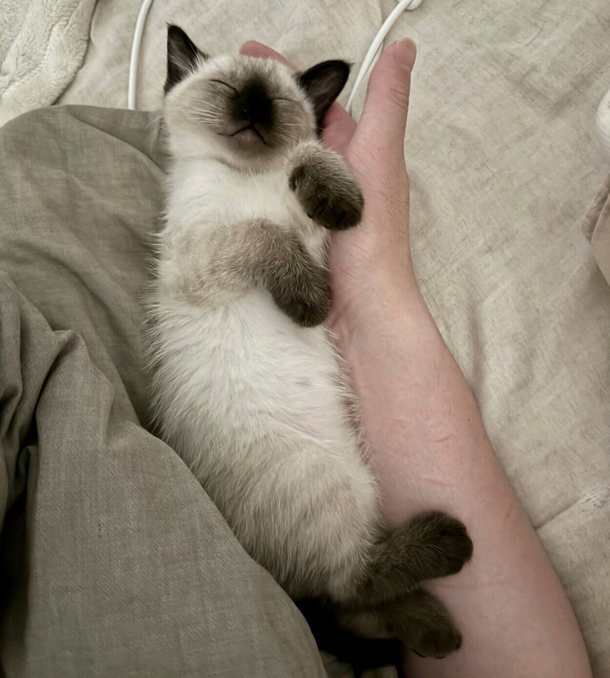 生後2カ月のころに撮影したすずりちゃん