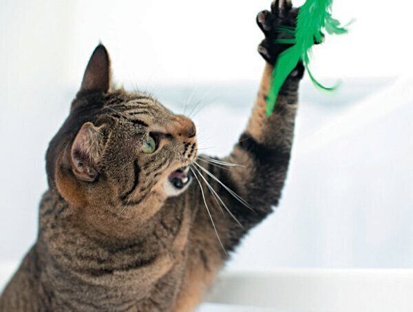 おもちゃで遊ぶ猫