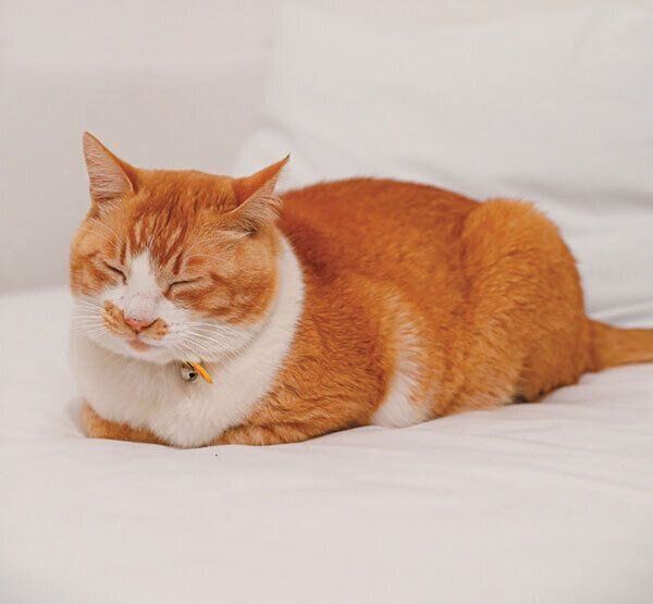 香箱座りをする猫