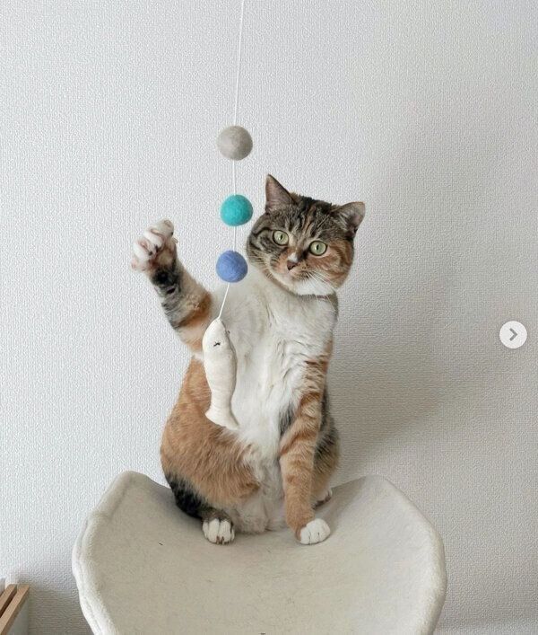 おもちゃで遊ぶみそちゃん