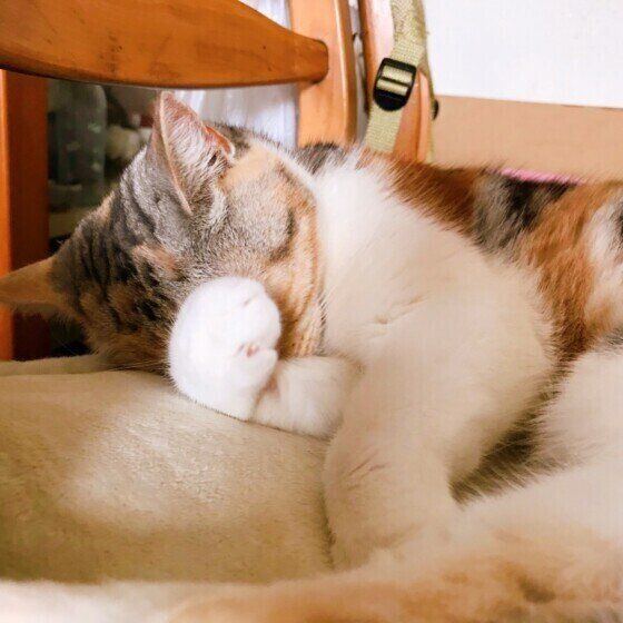 眠るスコティッシュフォールド