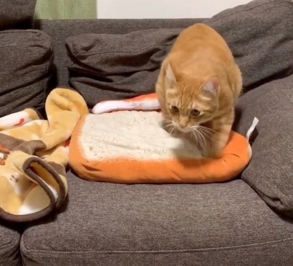 パンをこねる茶トラ