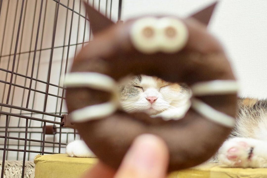 スコティッシュ　ミッケ