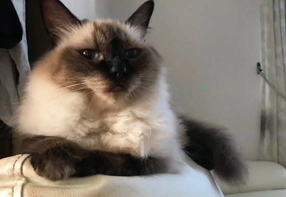 見つめるラグドール