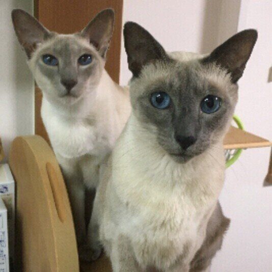 シャム猫のチェレステちゃんたち