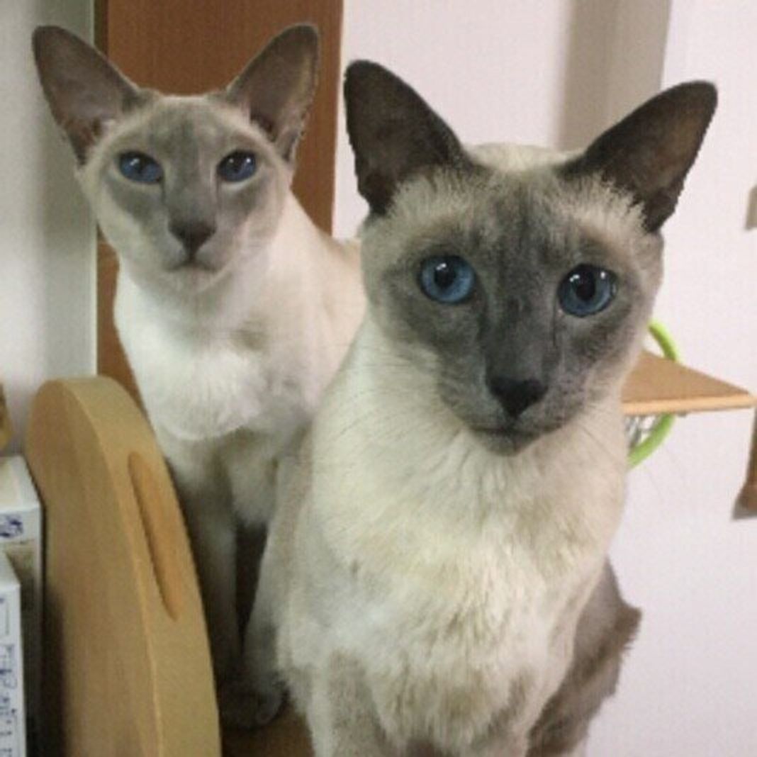 ポイントカラーの代名詞 シャム猫 の魅力を解説 ねこのきもちweb Magazine