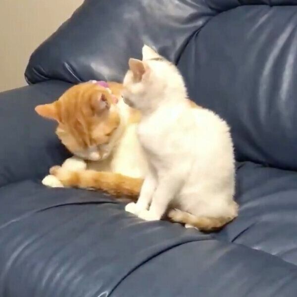 ソファでくつろぐむぎくんとキキちゃん