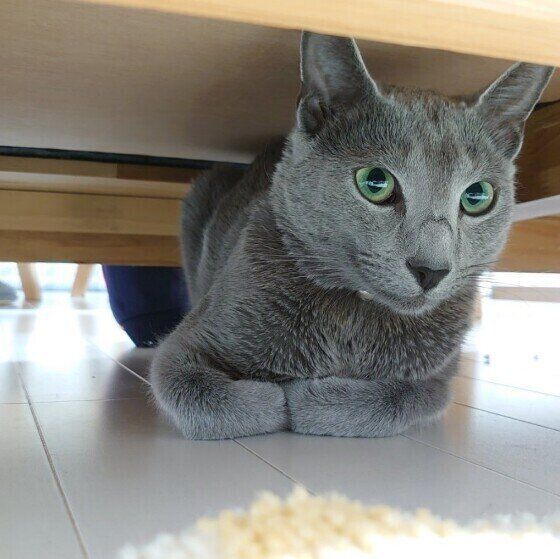 雷から身を守る司くん