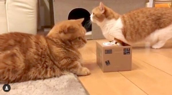 貯金箱で遊ぶマンチカン