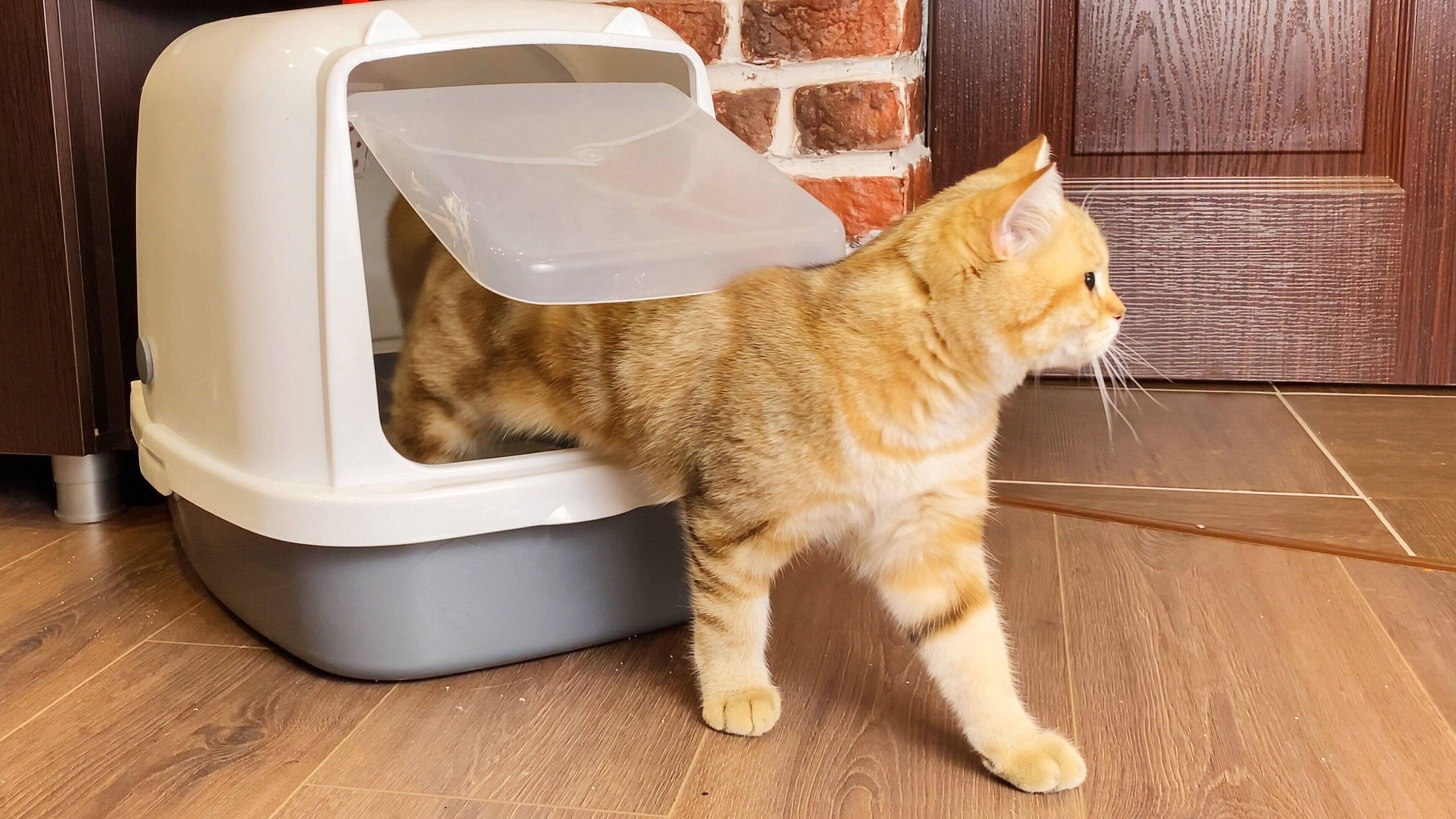 トイレから出てくる猫