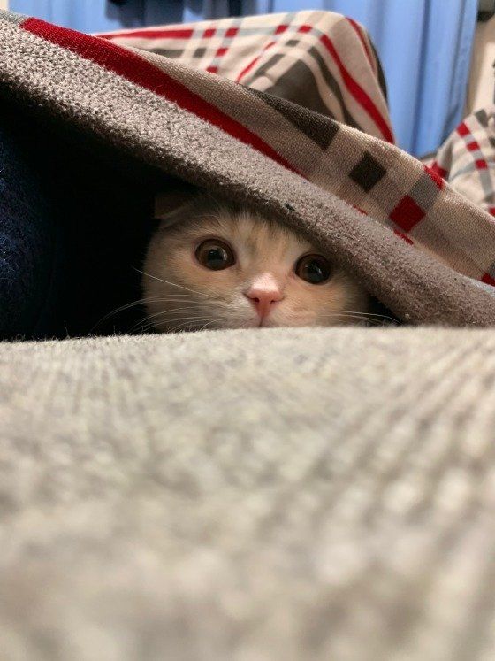 マロンくんのかくれんぼ